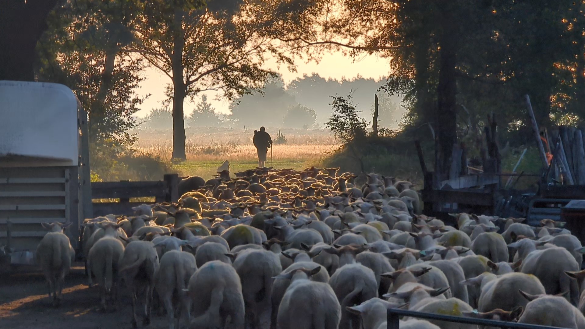 Herder Eric op de Strabrechtse heide schaapskudde Heeze