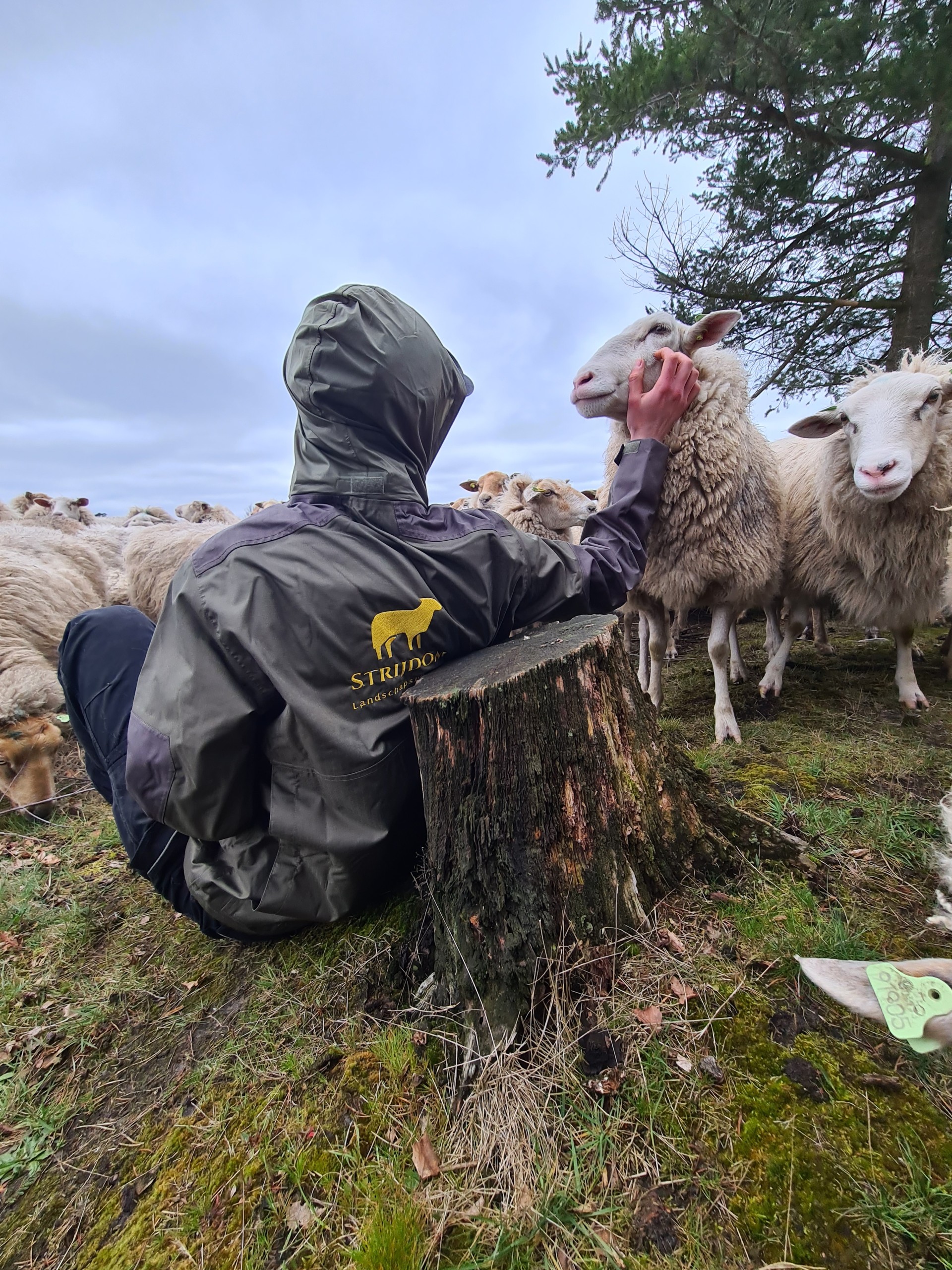 HErder loet, schapenbegrazing natuureducatie